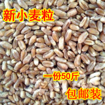 2021 farmhouse new wheat edible dry wheat grain pigeon grain chicken duck animal feed wine fishing 50kg