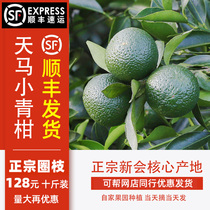 Xinhui Tianma Village fresh small green citrus Xinhui tea branch citrus fresh fruit Green fruit Xinhui Tangerine peel citrus Pu Tea raw materials