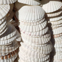Natural big shell white fan shell painting painting graffiti shell diy small shell Barbecue shell