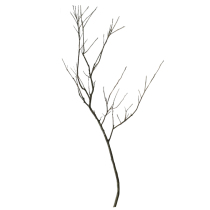 Decorative dried branch Art branches dried flowers Chinese countertop literary flower arrangement Zen ornaments creative jewelry natural dead branches