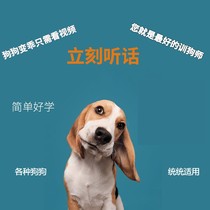 Dog training tutorial dog training artifact 2020 new dog training tutorial horse dog dog training tutorial zero basic dog training tutorial