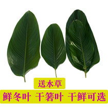 dong ye zong zi ye Guangxi Guangdong Zhaoqing Hainan large leaves free shipping fresh original dry zong zi ye dry ruoye