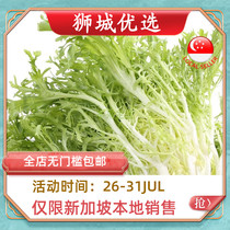 (Vegetable)Chicory 500g Singapore local delivery