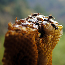 Deep mountain natural honey Soil honey Wild honey Barrel soil cut honey Flower honey Crystal honey 500g