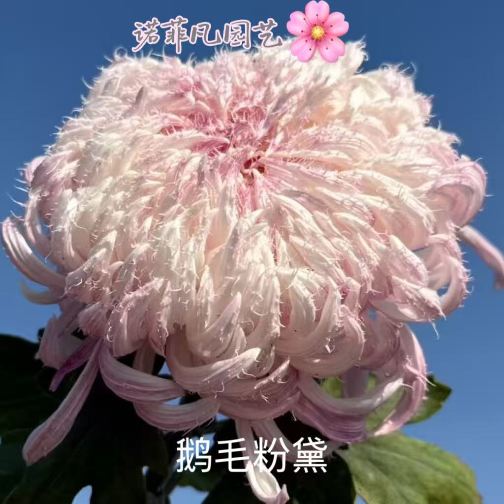 鹅毛粉黛菊苗-鹅毛粉黛菊苗促销价格、鹅毛粉黛菊苗品牌- 淘宝