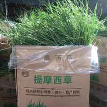  21-year-old newly dried Timothy grass Gross weight 1KG Rabbit Chinchilla Guinea pig feed Grass grain coarse fiber molar forage