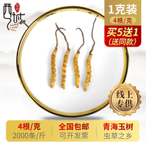 Xiyu Caotang Cordyceps gift box Qinghai Yushu miscellaneous multi-stage hay 4 roots 1 gram E-commerce special