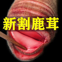 Jilin Plum Blossom Fresh Antler Whole Branch Authentic Freshly Cut Blood Slice Antler Corner Whole Root Bubble Wine Stock