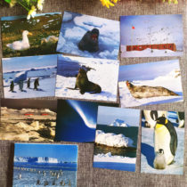 South Pole scenery 10 old postcards 80s The Emperor penguin iceberg Aurora Long City Station Seal material to be copied