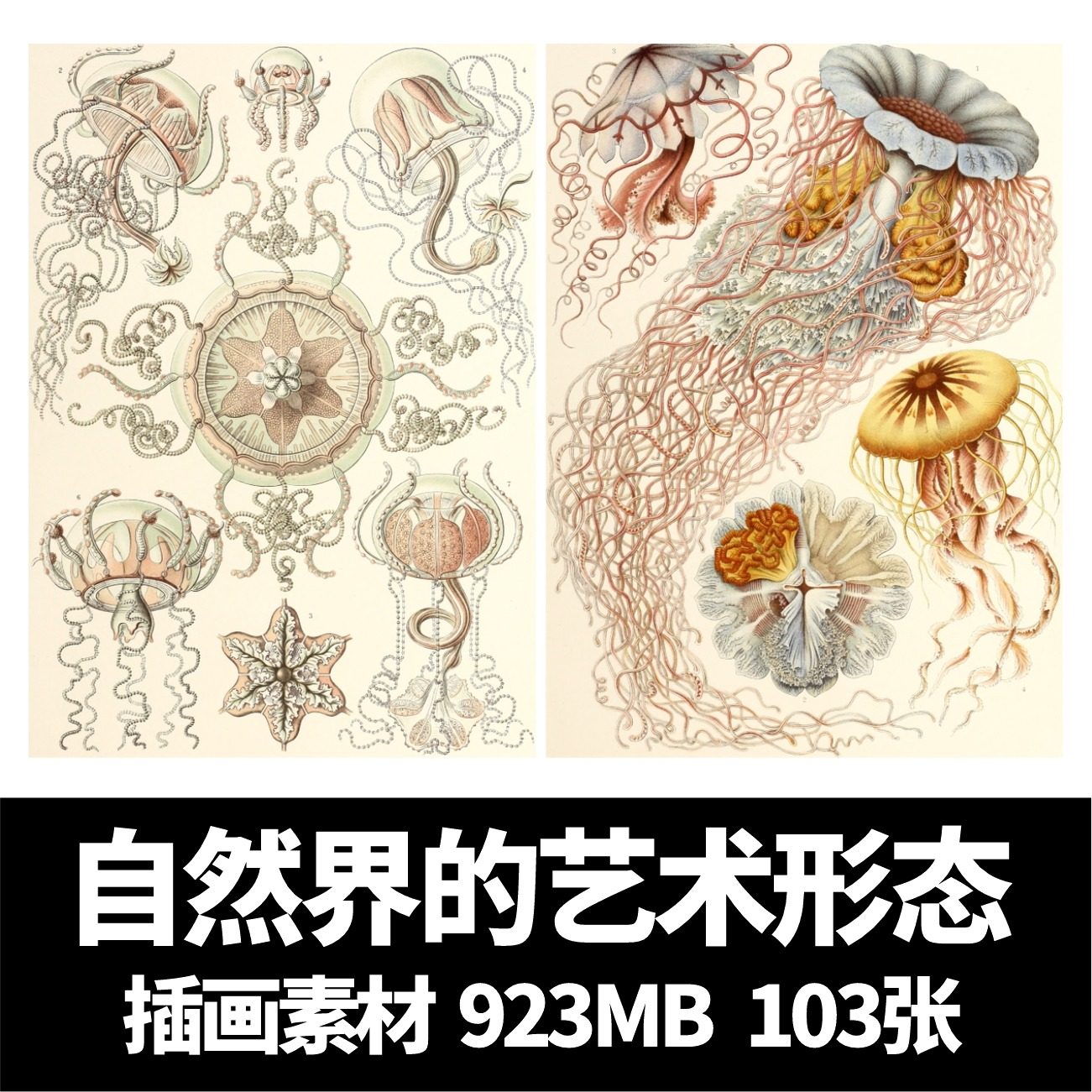 海洋贝壳画-海洋贝壳画促销价格、海洋贝壳画品牌- 淘宝, image size:1301x1301