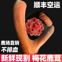 Plum blossom velvet pruning fresh antler slices wine medicinal herbs for men with blood slices first stubble two bar gift box 100g