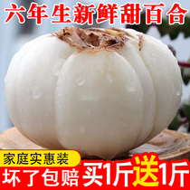 Gansu specialty Lanzhou Lily new dig fresh lily 500g farmhouse pure edible raw sweet white and non-dry goods