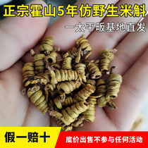 Huoshan Dendrobium Taipingfan Township Dendrobium 5 years of Dendrobium Fengdong Fengwei self-produced and sold fake one compensation ten 10g