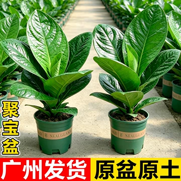 聚宝盆绿植桌面-聚宝盆绿植桌面促销价格、聚宝盆绿植桌面品牌- 淘宝