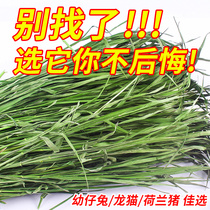 Drying Timothy grass fresh Cresco Dutch pig ChinChin rabbit hay rabbit food feed pasture south food