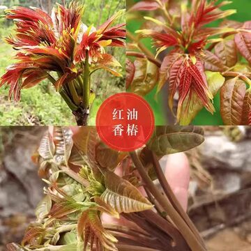 红油香椿芽苗-红油香椿芽苗促销价格、红油香椿芽苗品牌- 淘宝