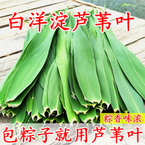 Baiyangdian fresh Reed leaves natural zongcotyledon leaves Dragon Boat Festival dumplings non-Bamboo Bamboo leaves non-Ruo leaves