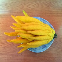 Big bergamot pocket bergamot mini Jinhua bergamot fresh bergamot fresh bergamot Golden bergamot citron fruit