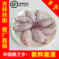 Deer Testis 8 Fresh Deer Eggs Northeast Shuangyang Deer Township Jilin Sika Deer Kidney Deer Eggs Shunfeng Air Transport