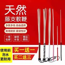 The ruler the teacher the family the thick teacher the female rattan the baton the soft idea.