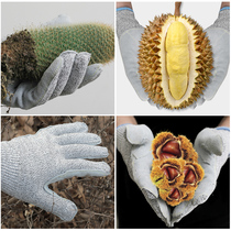 Stab-resistant gloves Anti-tie-killing fish gardening chestnut pepper wear-resistant non-slip Cactus Rose cowhide