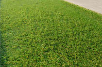 Wedding school simulation lawn carpet Sports Football lawn artificial plastic fake turf artificial turf
