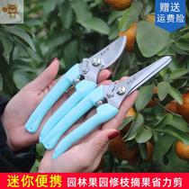 Cut grapes scissors oranges scissors oranges scissors tomatoes fruit scissors fruits vegetables and flowers.