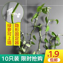 Green dill climbing wall artifact plant green plant holder Green dill green basket vine climbing wall-mounted styling Household indoor No