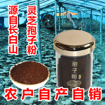 Changbai Mountain Ganoderma spore powder head Road powder 100g