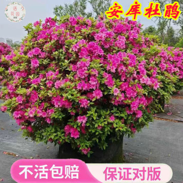 安酷杜鹃象牙白盆栽-安酷杜鹃象牙白盆栽促销价格、安酷杜鹃象牙白盆栽 