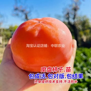 十年树龄老桩柿树-十年树龄老桩柿树促销价格、十年树龄老桩柿树品牌- 淘宝