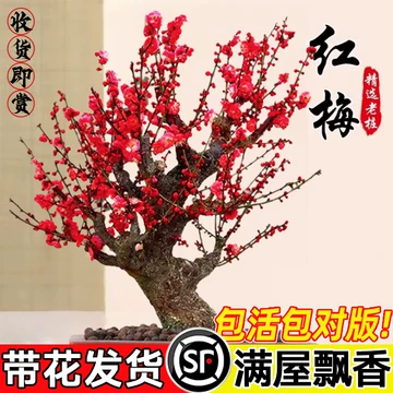 红梅盆栽-红梅盆栽促销价格、红梅盆栽品牌- 淘宝