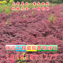 Chengdu nursery direct supply of safflower Wood safflower secondary wood spherical five-color plum shrub hedge greening belt courtyard project