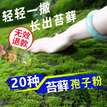 Moss spore powder Seed powder Sun-resistant moss absorbent stone rockery water plants with stone grass flower pots Paving grass seeds