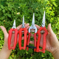 Garden picking fruit pruning scissors household scissors with spring gardening fruit picking scissors picking grape citrus scissors