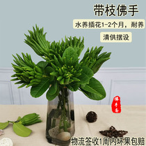 Jinhua Bergamot Fresh fruit Bergamot with branches Water raising Bergamot fruit melon Citron Ornamental play with small Bergamot Edible Bergamot