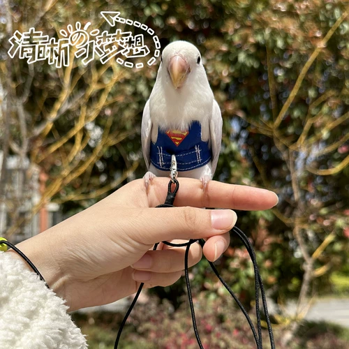 Tiger Peony Xuan Phoenix Parrine Birds Small Velasse Club Flying Stroper Помещение настраиваемое веревочное веревка