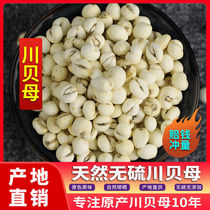 Selection of sulphur-free Sichuan fritillaries 100g Sichuan Sichuan Beter-level wild Chuanbei powder Chinese herbal medicine fritillary
