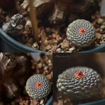 (Around Jinqiuyuan) Silver Crown Jade Hand Office A total of 80 sold out