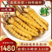 Tibet Naqu 2021 Fresh Cordyceps sinensis Flagship Store 50 Root 0 7 Grams Gift Box Fresh Cordyceps