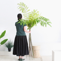 Sicilian simulation plant spinosa fern leaf branch living room office shop model window green plant