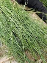 Group purchase 6kg spot stubble micro-ear drying North Timothy grass rabbit domestic North grass grinding teeth