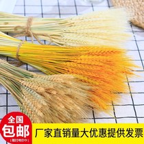 Natural wheat ear dried flower opening flower basket pastoral decoration decoration photography flower arrangement opening barley gift flower art