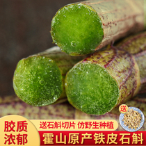 Huoshan Dendrobium officinale fresh strips official flagship store fresh Dendrobium medicinal materials Dendrobium powder Fengdou dry strips 5 years