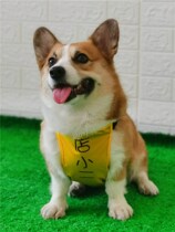 Dog belly pocket corgi dog waterproof pet raincoat Corgi warm belly protection cold clothes spring and autumn belly protection