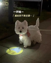 Pets Social Lights Dogs Out Projection LED Lights Custom Photo Names Social Bull Leather Pets