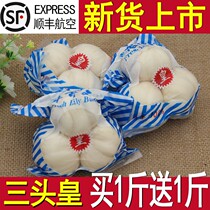 Lanzhou Lily fresh lily Lanzhou fresh lily three-headed Emperor Gansu farmhouse edible sweet lily