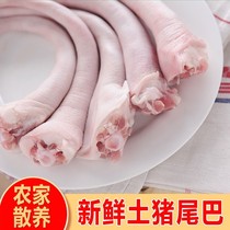Fresh pig long-tailed pig tail pig short-tailed chilled with skin clean and hairless farming