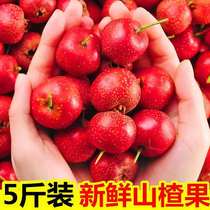 Hawthorn fruit fresh 5kg fresh Hawthorn fresh fresh Hawthorn Hawthorn red fructose gourd hum dried tablets for 2