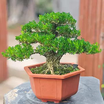 黄杨木盆栽-黄杨木盆栽促销价格、黄杨木盆栽品牌- 淘宝